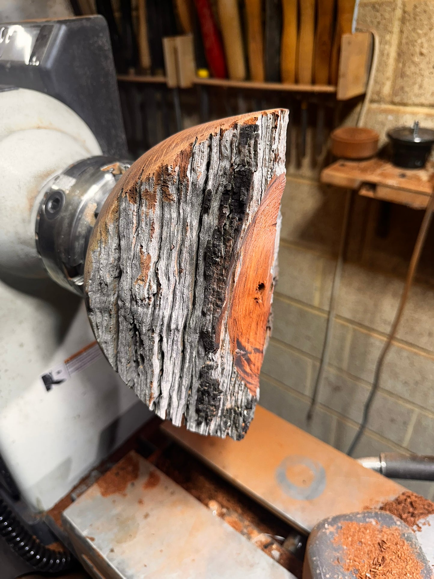 Pinjarra Sheoak Decorative Bowl with Bushfire Burnt Natural Edge